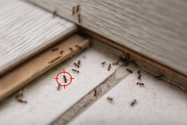 Best Bed Bug Extermination  in Adairsville, GA
