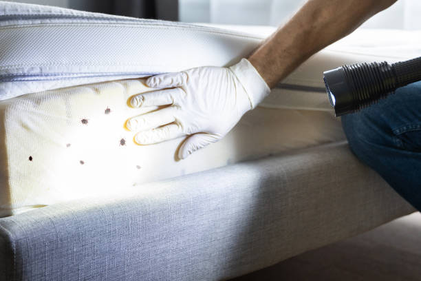 Best Residential Pest Control  in Adairsville, GA